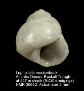 Lopheliella moolenbeeki